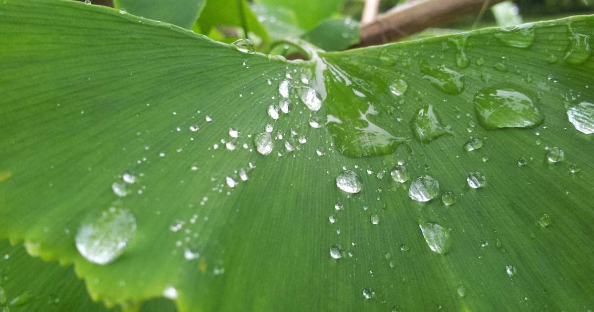 BBC Issues Apology Following Tourette Syndrome Outbursts at 2026 BAFTA Awards