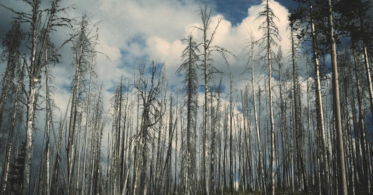 Beyond the Basic: How 'Weird but Bougie' Amazon Finds Are Redefining Modern Convenience