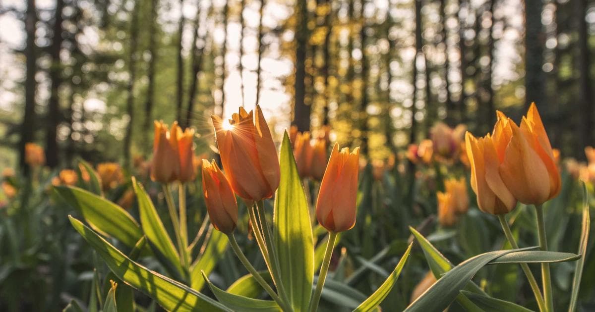 Mexico Braces for Crisis Following Death of CJNG Leader El Mencho