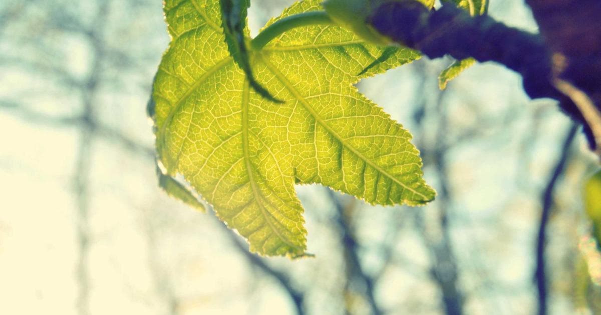 Total Lunar Eclipse March 2026: How to Watch the Final Blood Moon of the Trio