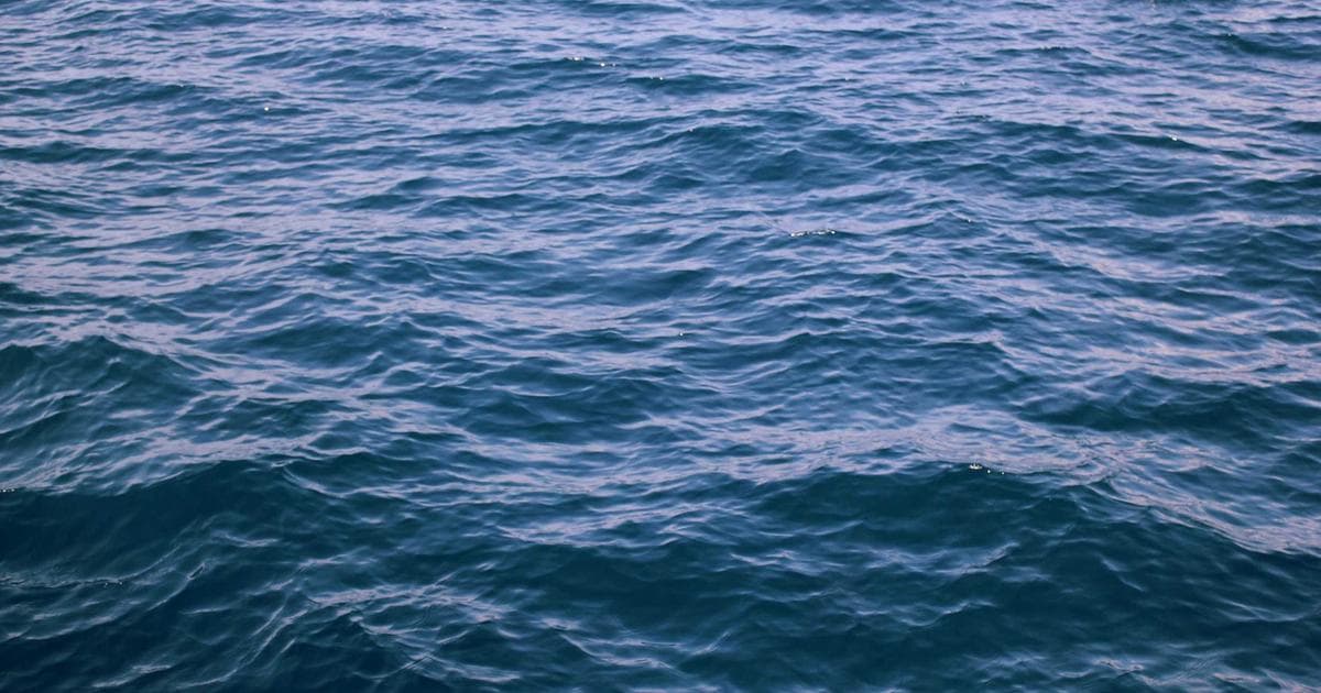 Evolutionary Echoes: How Echolocation Reconfigured the Architecture of the Bat Skull