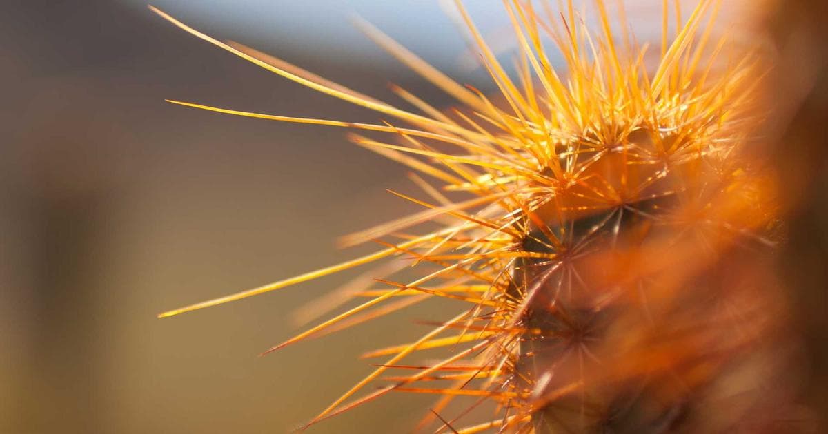 Whistleblower Claims ICE Agent Training is 'Broken' Amid Significant Reductions in Hours