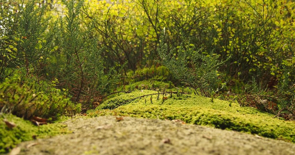 Supreme Court to Weigh Big Oil Liability in Landmark Climate Deception Case