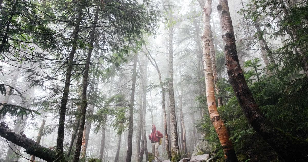 Stephen King’s Microwave Salmon Method Sparks Intense Culinary Debate