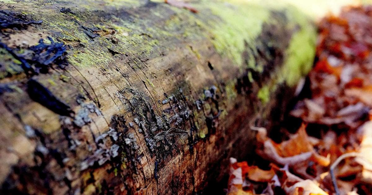 From Freezer to Table: Ranking the Best and Worst Frozen Fish Fillets of 2026