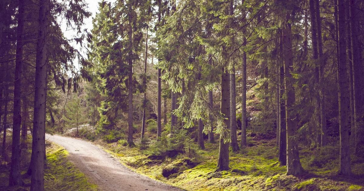 Trump Administration Directs Overhaul of Black History Exhibits for US 250th Anniversary