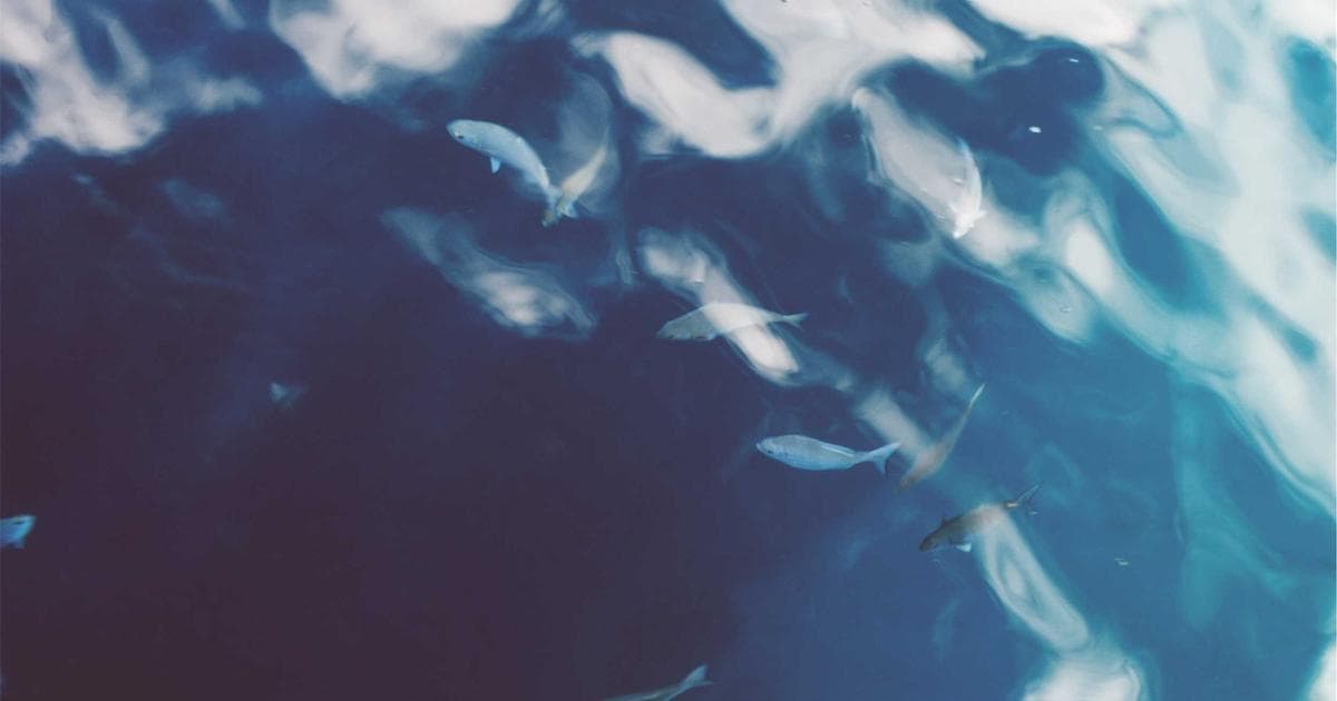 Trump Organization Unveils $1 Billion Gold Coast Tower as Australia’s Tallest Building