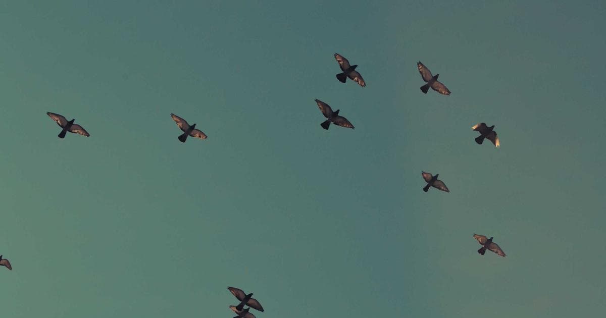 Lord Mandelson Released on Bail Following Arrest Over Epstein File Allegations