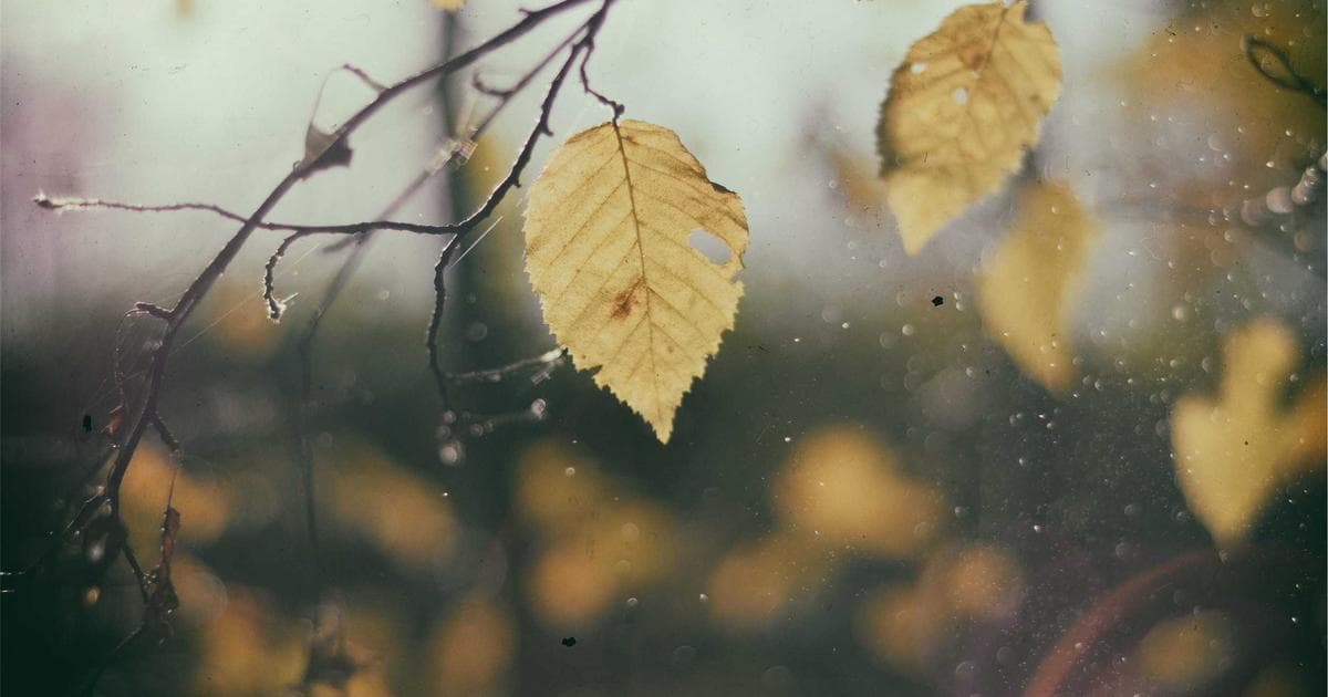 European Giants Set for €65 Million Battle Over Frankfurt Star Nathaniel Brown