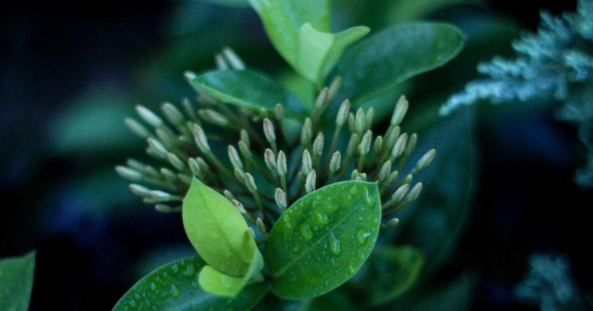 IRS Opens New Front in Meta Tax Dispute Over Offshore Intellectual Property