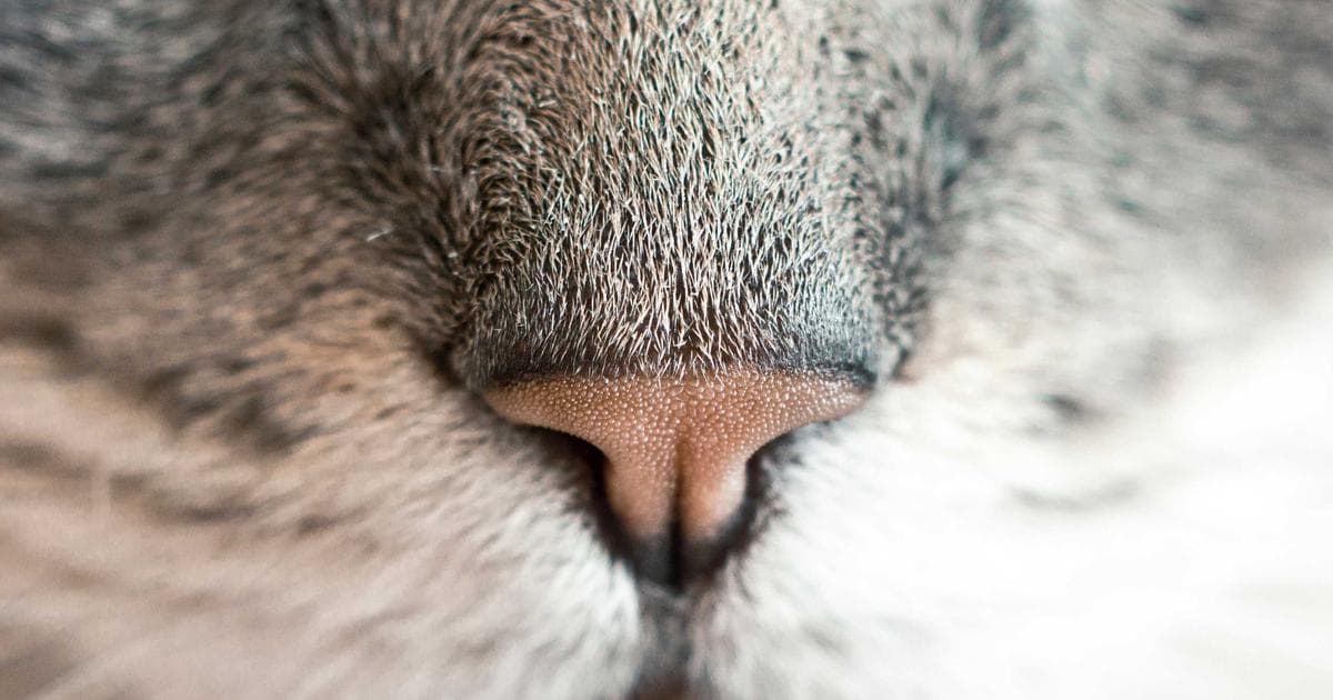 Supreme Court Rules U.S. Postal Service Immune from Lawsuits Over Intentional Delivery Failures