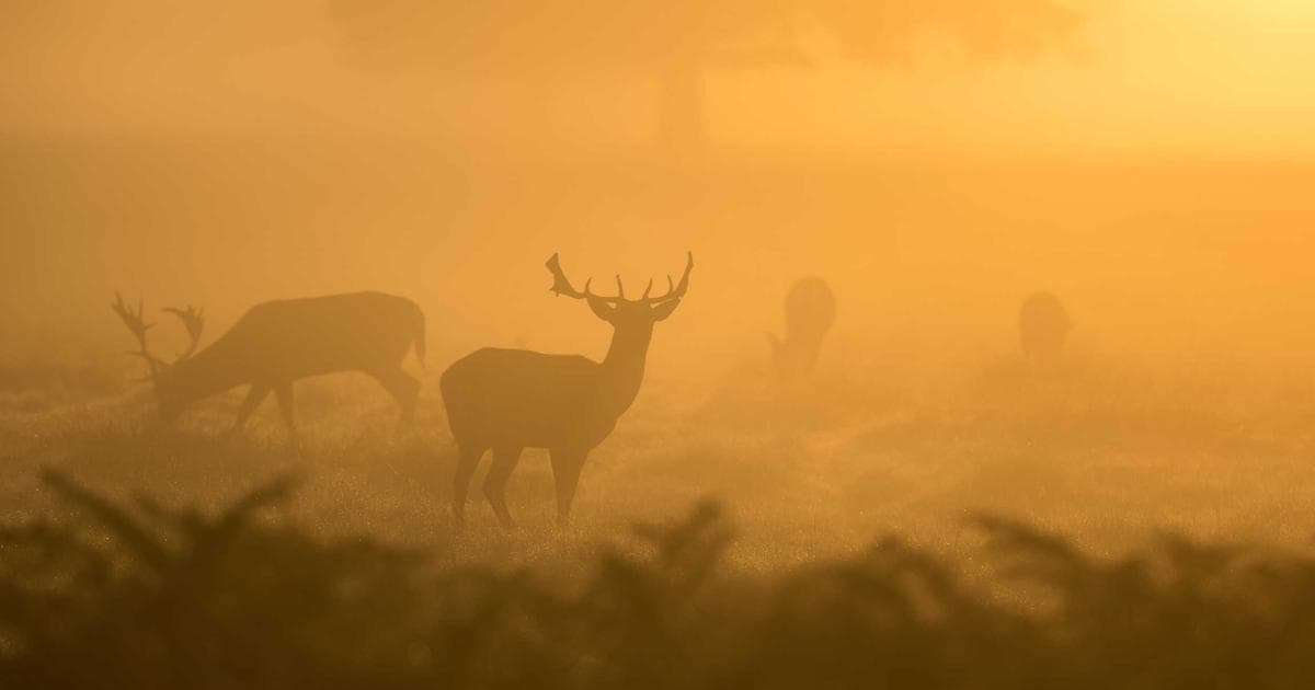 Real Madrid Face Benfica Without Mbappe as UEFA Suspends Prestianni Over Vinicius Junior Incident