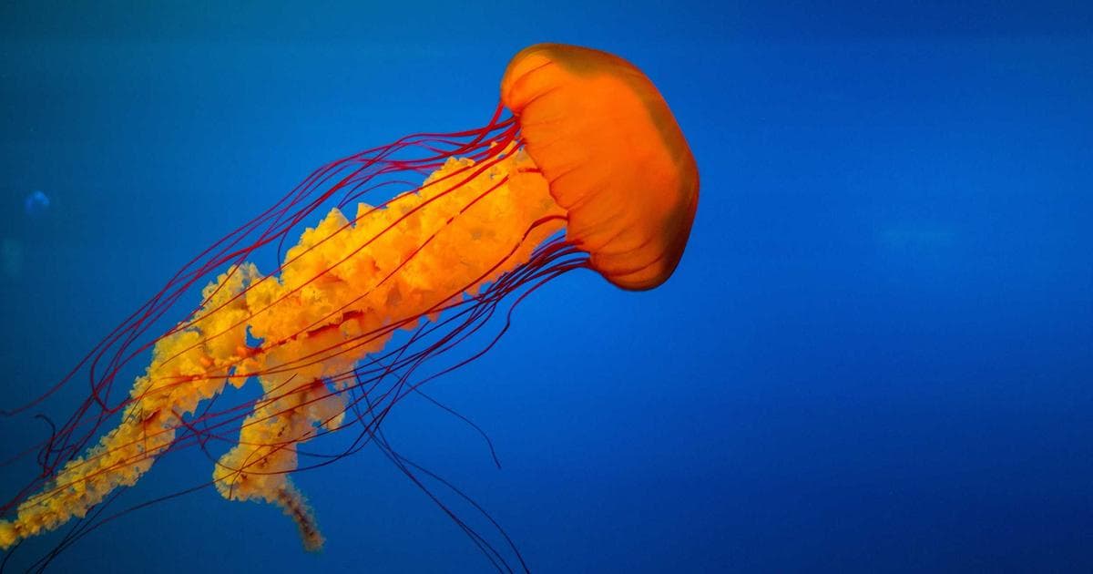 Inside Indian Creek: The Rise of Miami’s ‘Billionaire Bunker’ and the Price of Total Privacy