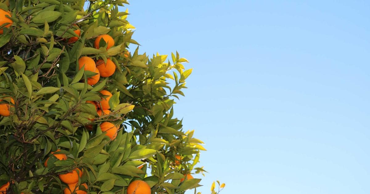 The Language of Rhythms: How Caterpillars Use ‘Bug Beats’ to Command Ants