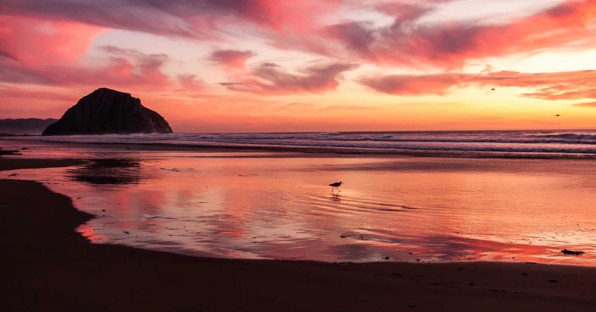 Toxic E-Waste Chemicals Detected in South China Sea Dolphins and Porpoises