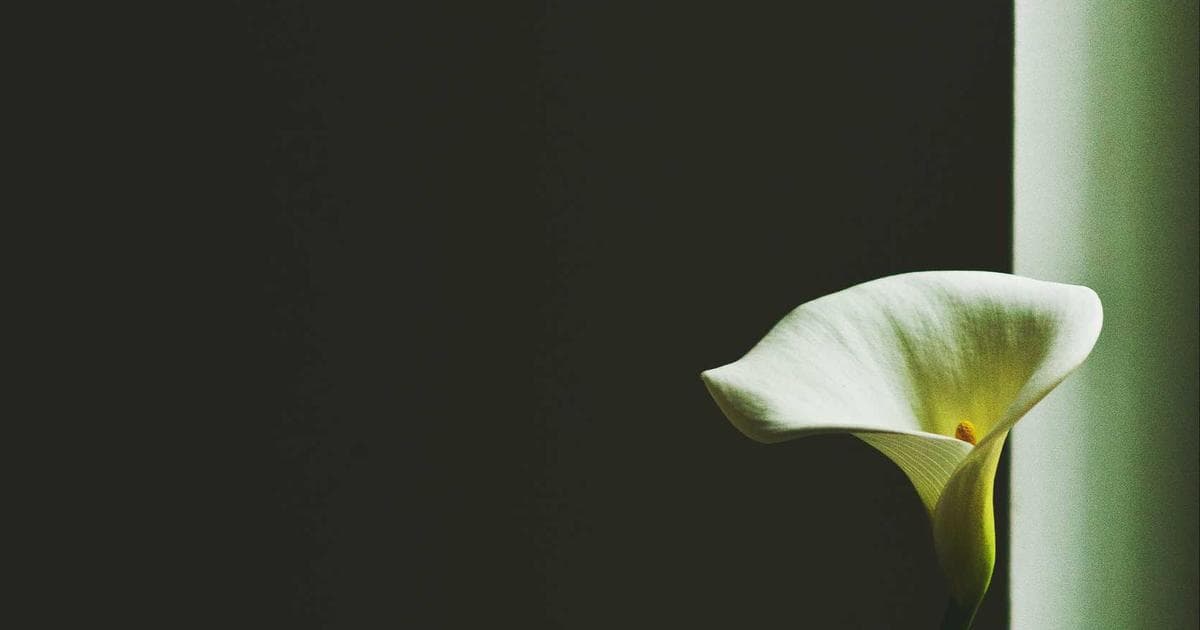 Geopolitics on the Pitch: The Growing Row Over Pakistani Players in The Hundred