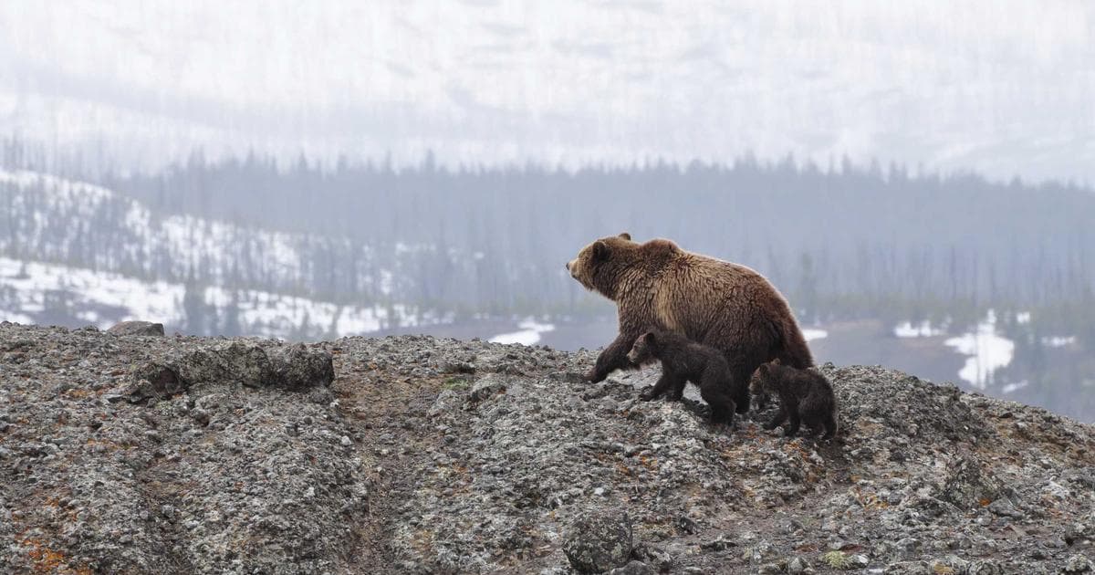 Sustainable Chemistry Breakthrough: Iron and Blue LEDs Replace Rare Metals in Molecular Synthesis