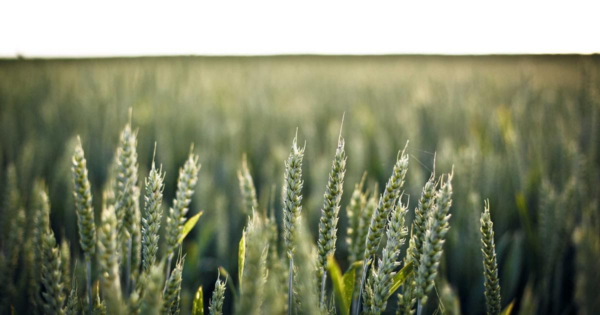 Two-Day Oatmeal Intervention Reduces Bad Cholesterol by 10 Percent, Study Finds