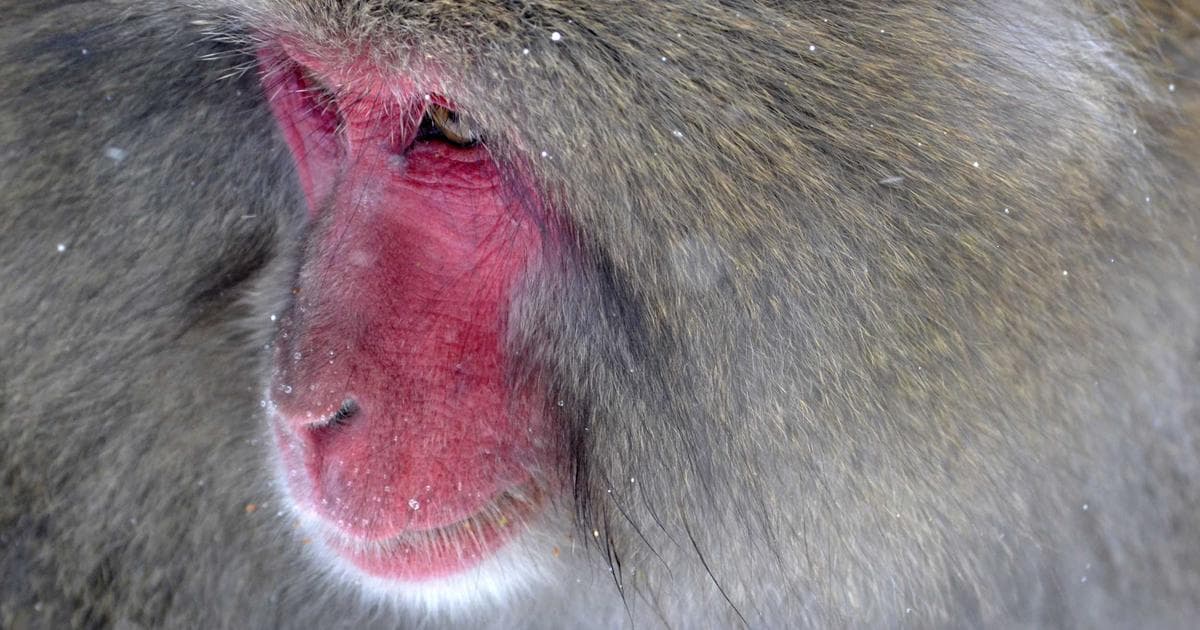 The Digital Border: Navigating the UK’s ETA System and the Dual National Dilemma