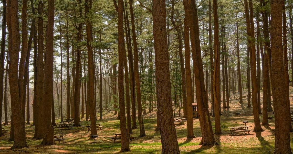 University of Southern Maine Cancels Palestine Conference Citing Trump Administration Sanctions