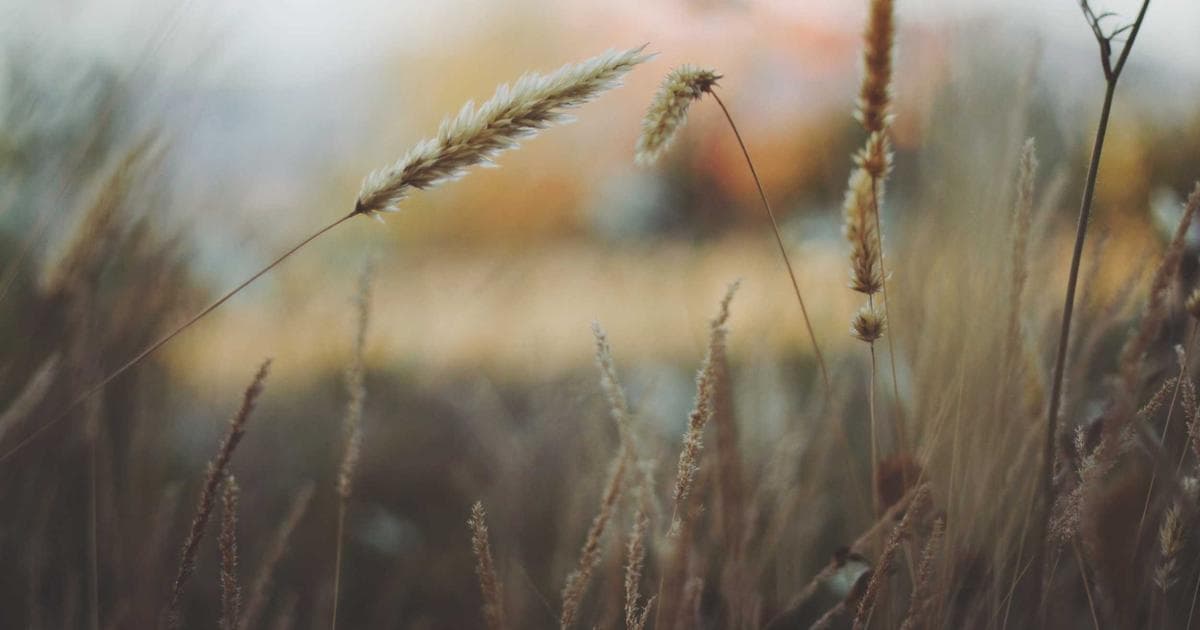 NASA’s James Webb Telescope Captures ‘Exposed Cranium’ Nebula in Stunning Detail