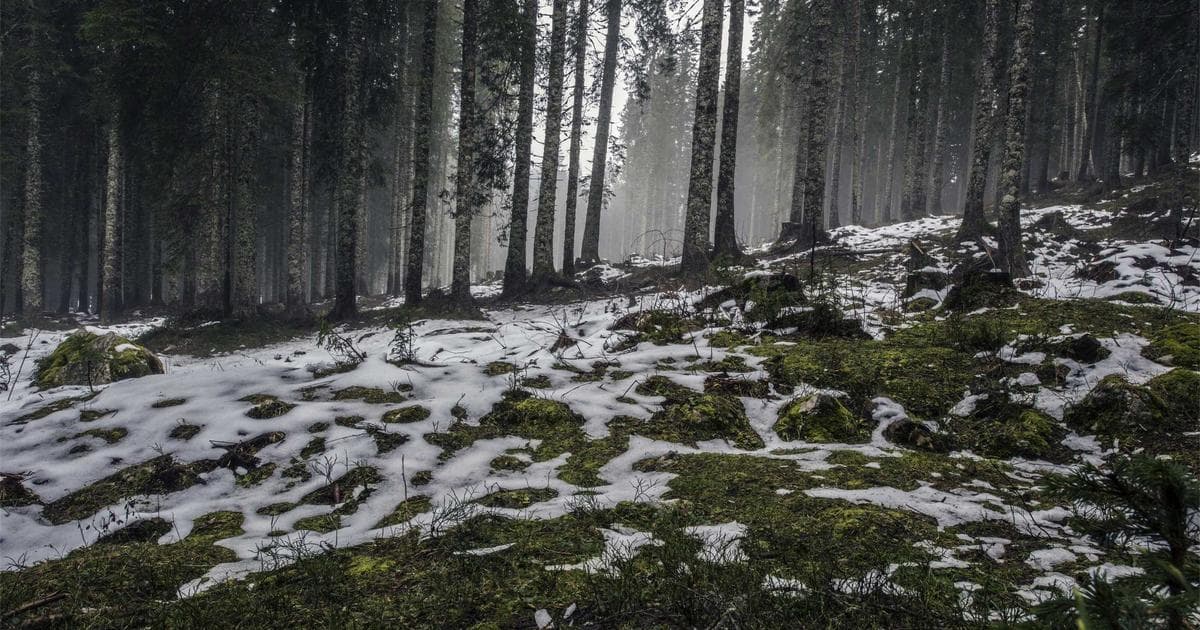 Buffalo Wild Wings Expands Menu with Boozy Coffee and King's Hawaiian Sliders