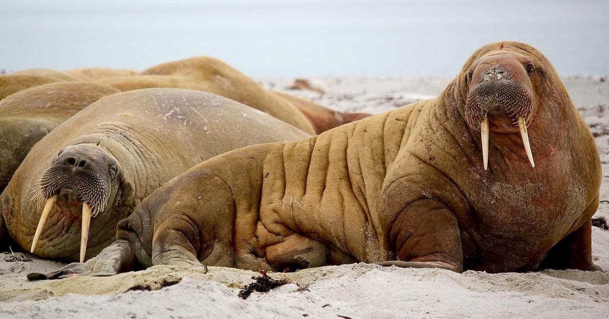 Scream 7 Premiere Met With Pro-Palestine Protests Following Melissa Barrera Firing