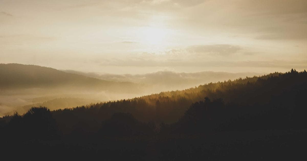 The Essential White Wine Vinegar Guide: Ranking Popular Brands for Every Kitchen