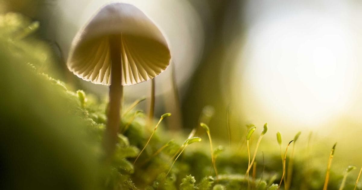 Polls Open in Gorton and Denton as Voters Choose Successor to Andrew Gwynne