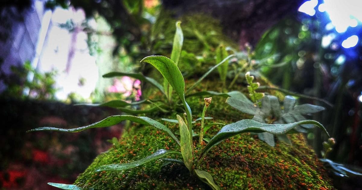 Nature’s Infrastructure: Why Colorado is Turning to Beavers to Solve Its Growing Water Crisis