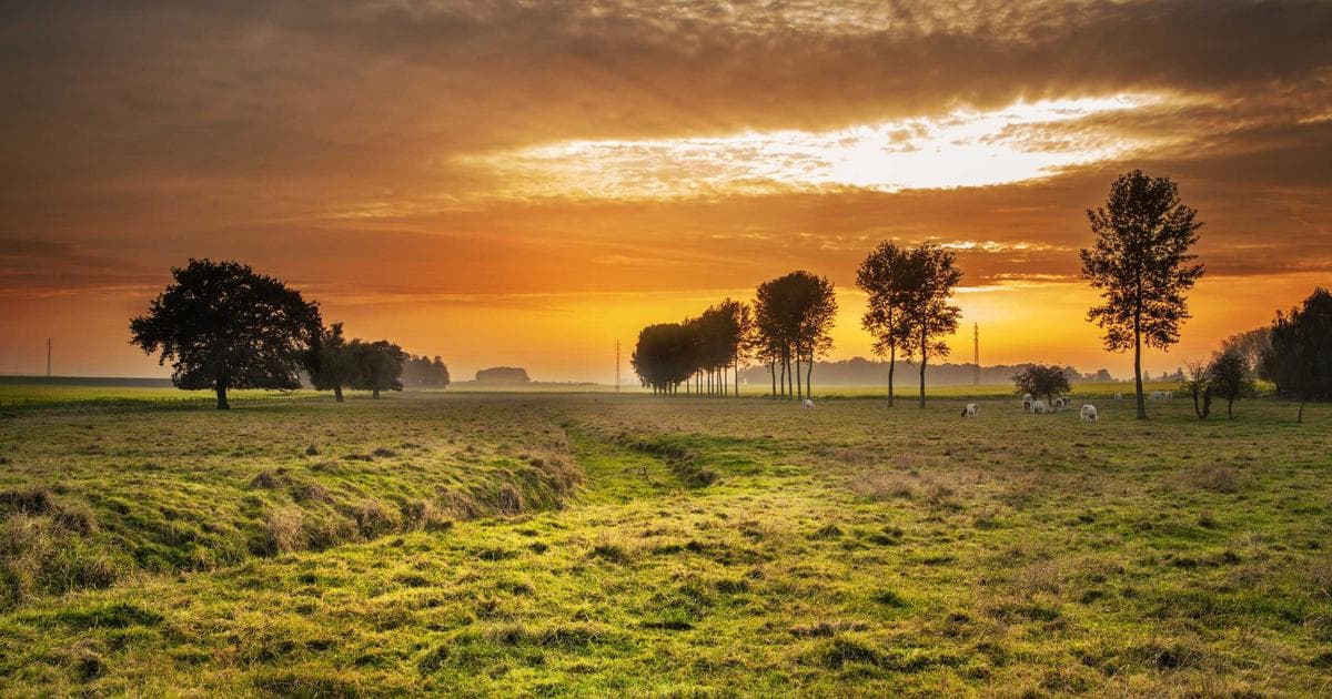 The Seafood Gap: Why Outback Steakhouse’s Menu Strategy Prioritizes the Pit Over the Pier