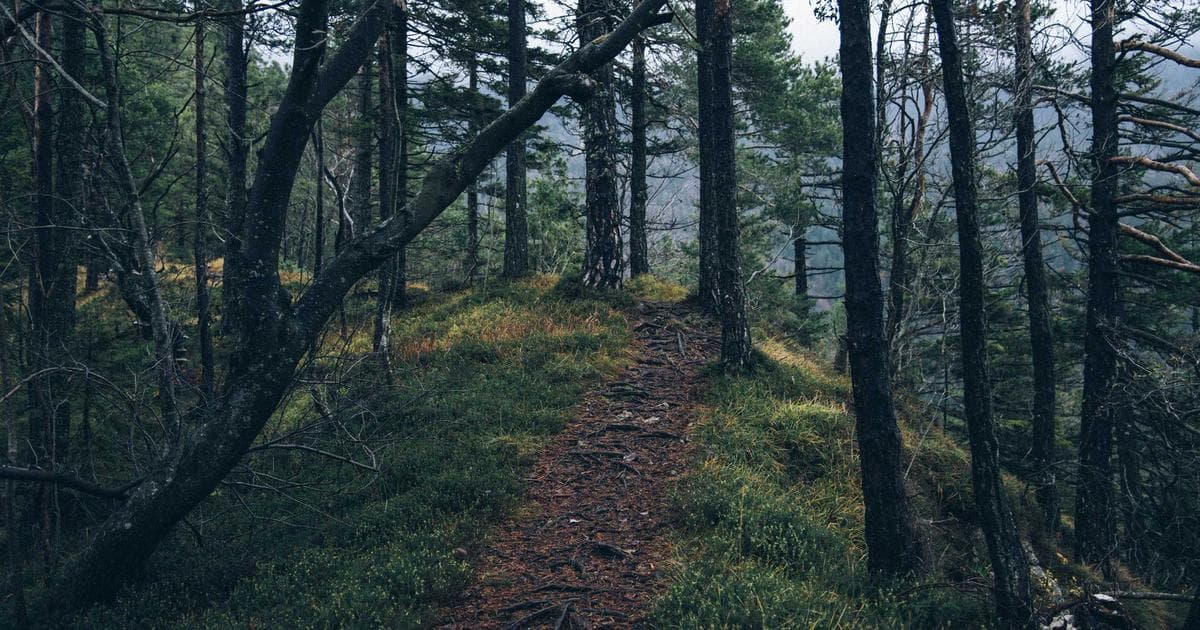 The Heritage Route: Navigating the Complexities of European Citizenship by Descent in 2026