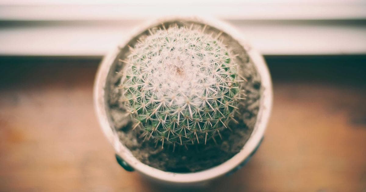 Unlocking the Origin of ‘Space Snowmen’: How Contact Binaries Form in the Kuiper Belt