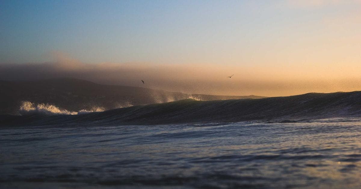 Sam the Toucan Rescued After Four-Month Survival in Las Vegas Desert