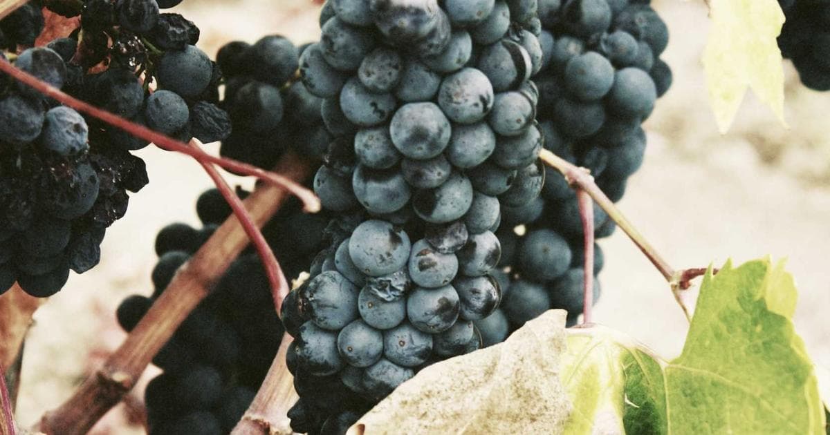 The Post-Trump Trade Landscape: Navigating a New Era of Transactional Tariffs