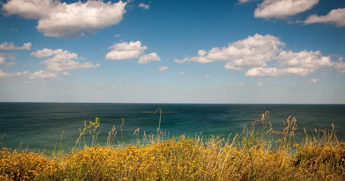 Beyond the Purse-String: New Discovery in Zebrafish Embryos Challenges Century-Old Cell Division Theory