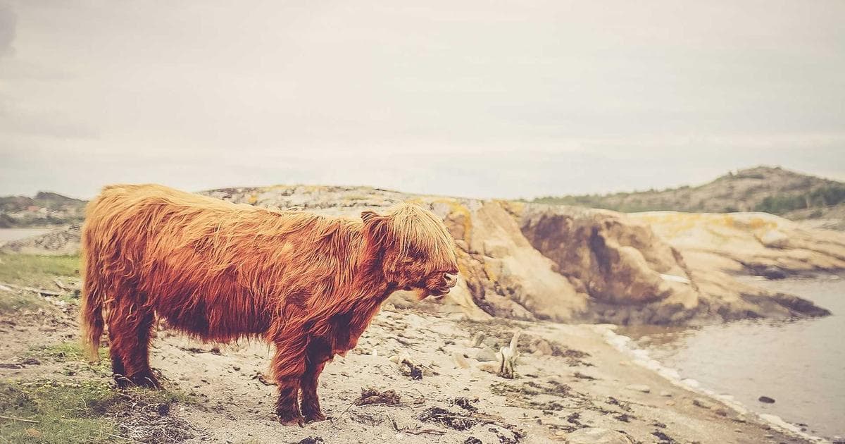 Diane Warren Marks 17th Oscar Nomination with Career-Spanning Medley