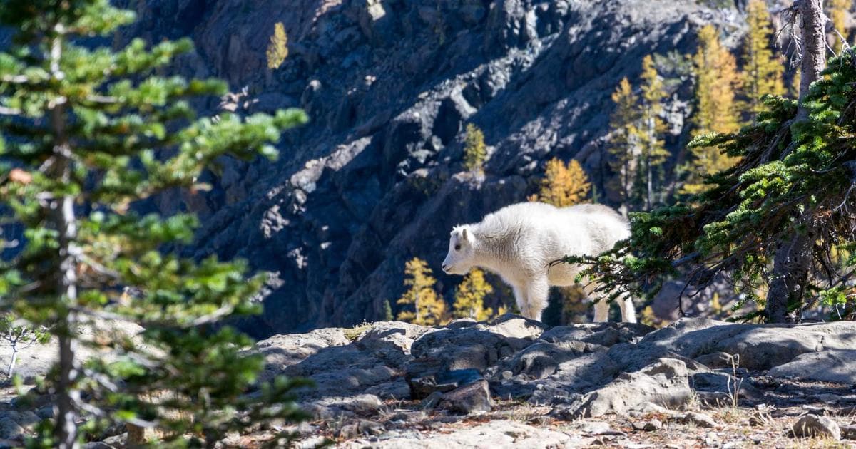 Kelsi Dagger Brooklyn Pre-Spring 2026: The New Rules of Transitional Footwear