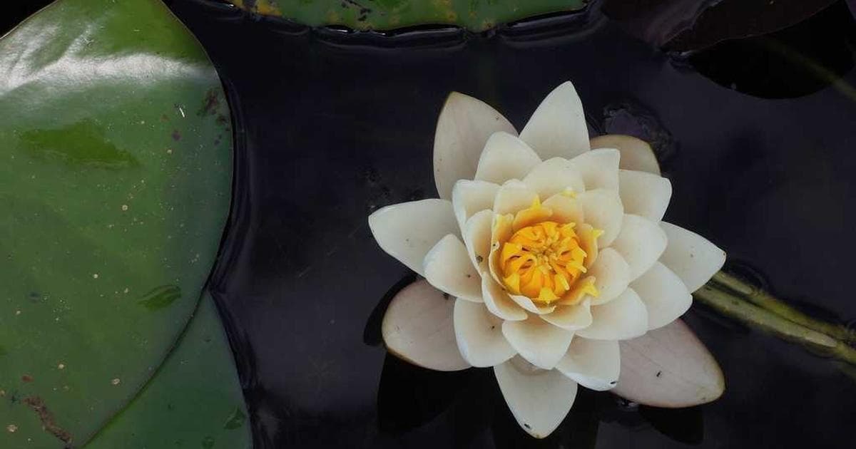 Alaska Airlines Atmos Rewards Summit Claims Top Industry Honor as Premium Card Competition Heats Up