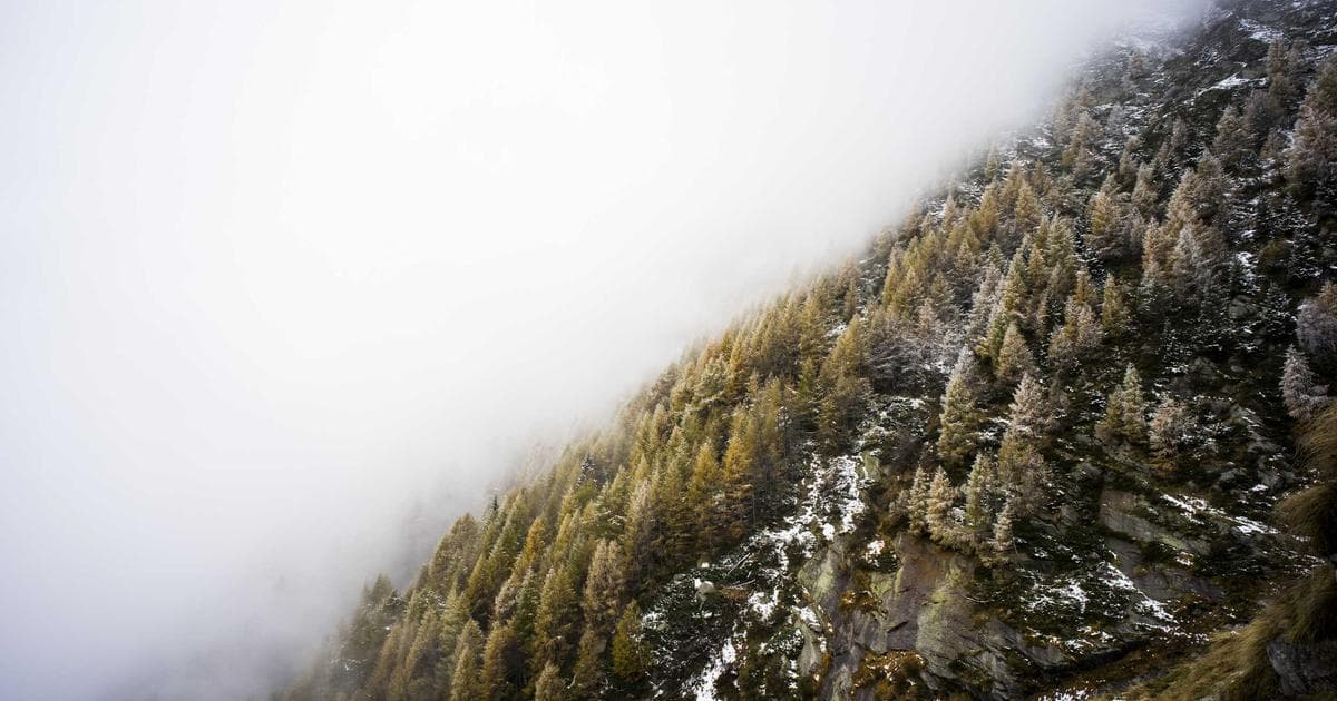 Beyond the Brain: How Social Connection and Liver Health Shield Against Dementia