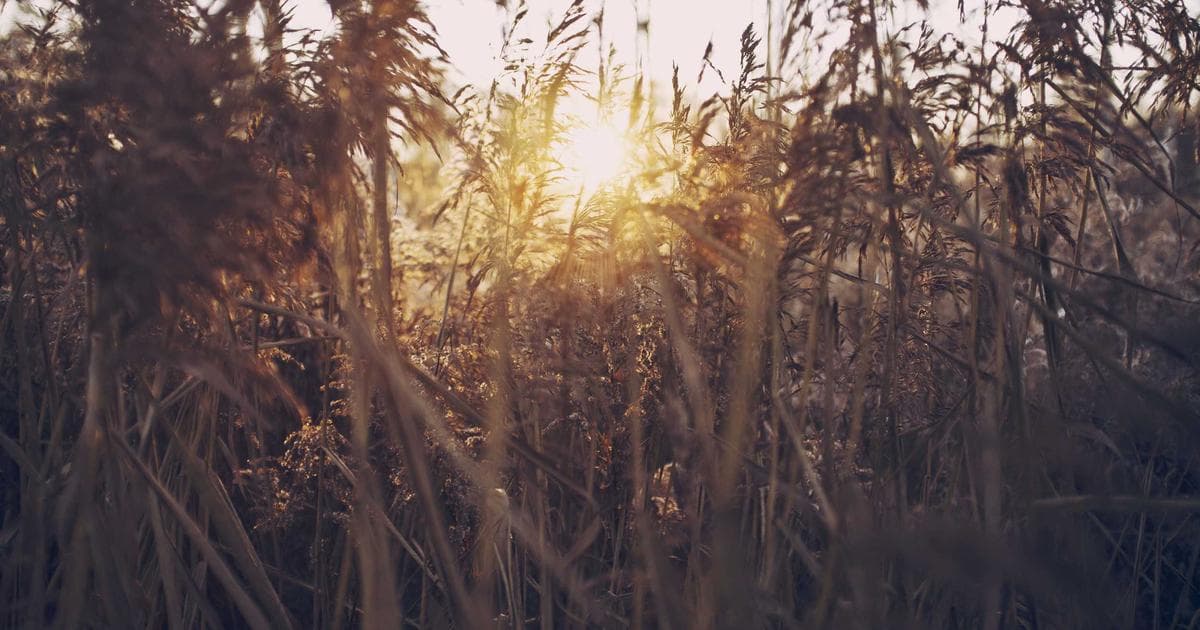 Bemidji Wrestling Secures Dual Third-Place Finishes at Minnesota State Tournament