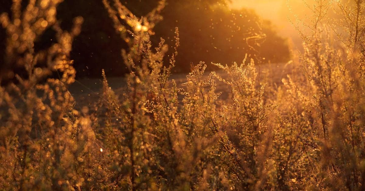 Emanuel Navarrete Unifies Super-Featherweight Titles with Dominant Stoppage of Eduardo Nunez