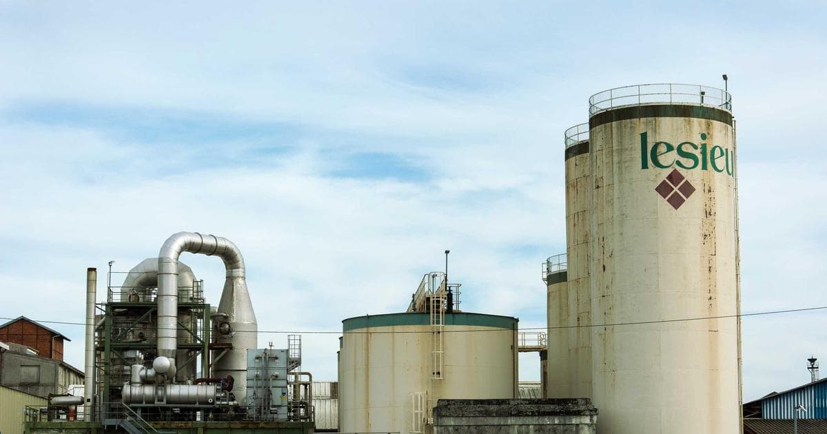 Beyond the Designation: Why Northern Ireland’s Seabird Populations Face a Critical Turning Point