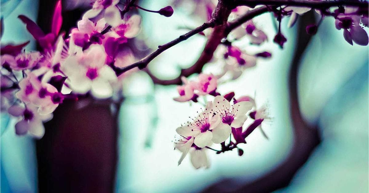 IHOP Designates First Tuesday of March as National Pancake Day 2026