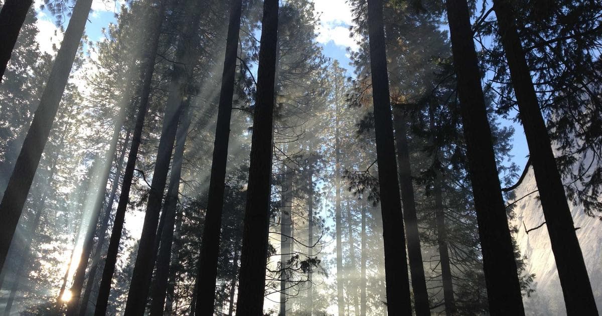 Edo Legacies and Zen Ethics: The Sophisticated Evolution of Tokyo’s Plant-Based Gastronomy