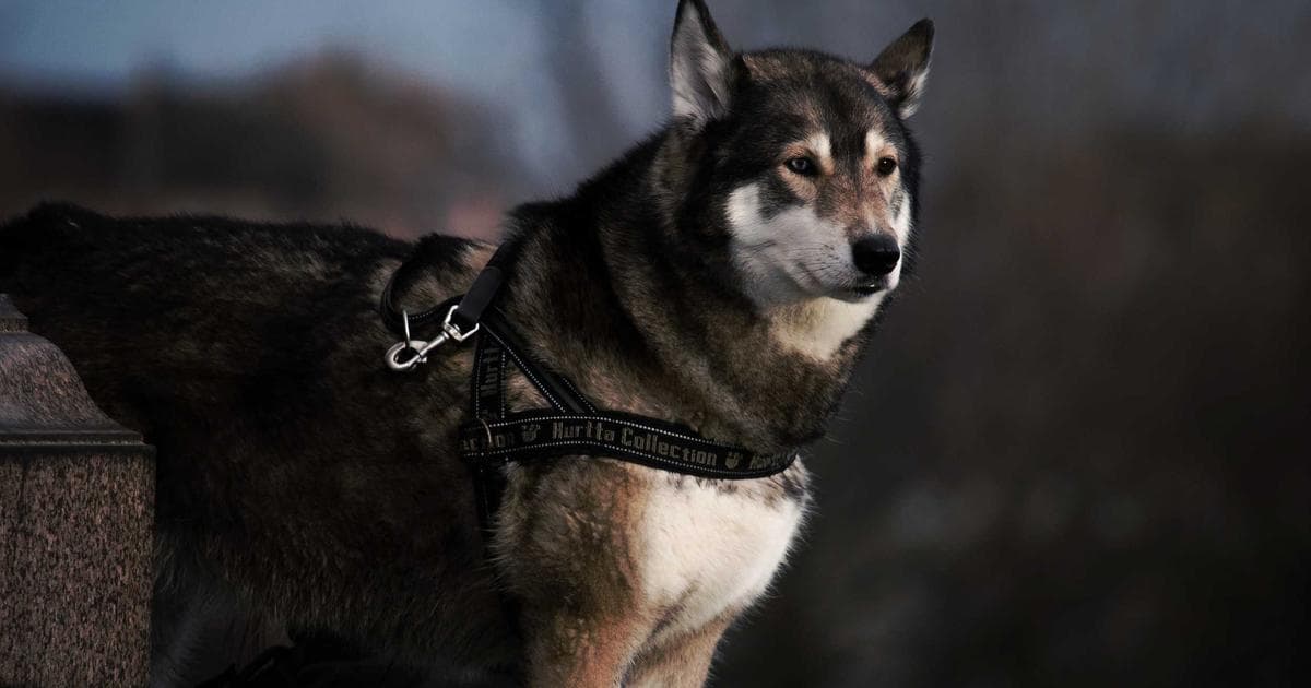 The Business of Rebranding: Inside the 2026 Actor Awards’ Shift to Netflix and Themed Partnerships