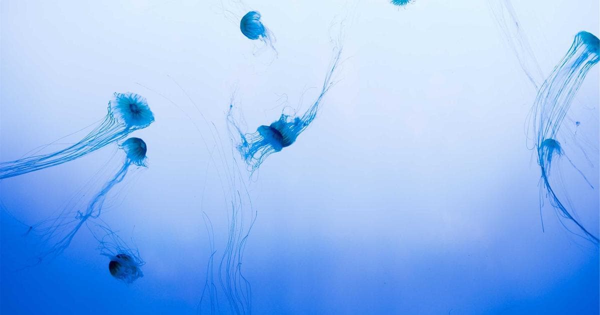 Teenage Sensation Kimi Antonelli Claims Historic Maiden F1 Victory in China