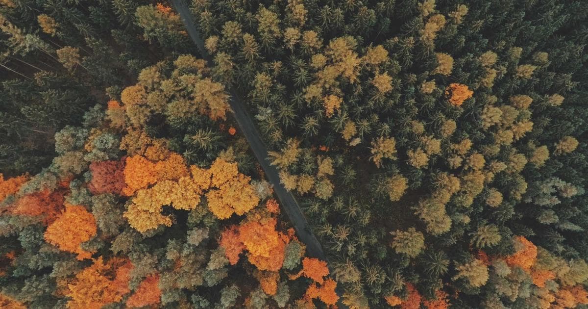 Lidl US Issues Multi-State Recall for Favorina Chocolate Ladybugs Due to Undeclared Hazelnuts