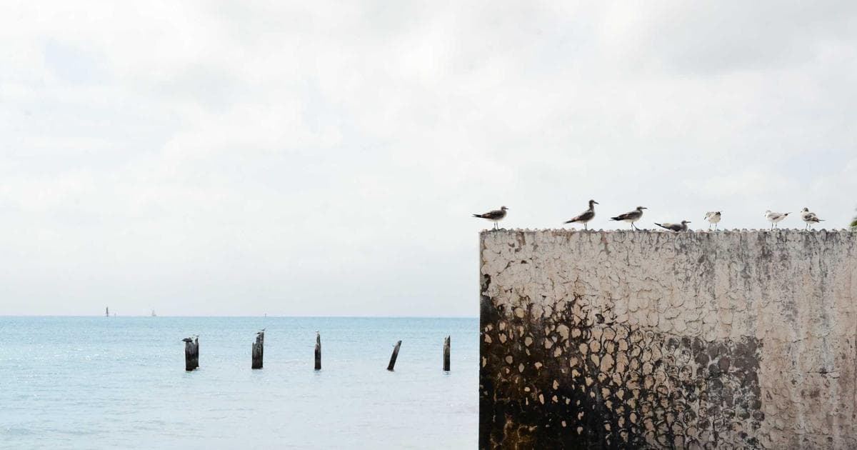 The Essential Guide to Humidifier Hygiene: Protecting Your Home’s Air Quality