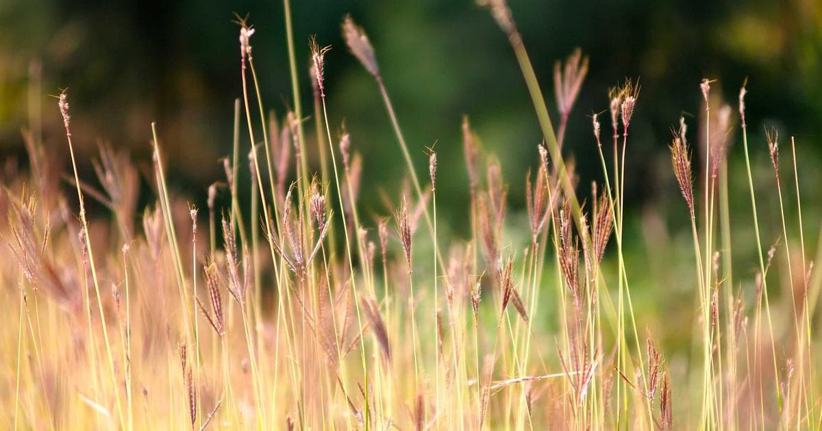 Proximity to Failure: Why the Heavy Weights vs. High Reps Debate Is Changing